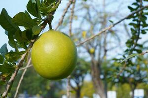 a cabaça árvore é uma tamanho médio suculento arbusto. às a fim do a folhas estão espinhoso lóbulos, a arestas estão suave, a fruta é esférico. foto