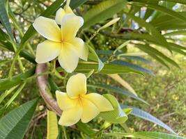 Kamboja flor plumeria, uma gênero do floração plantas dentro a família apocináceas, Além disso conhecido Como lei flores e frangipani foto