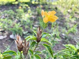 vibrante amarelo flores silvestres Flor dentro natural ambiente, fechar acima visualizar, barleria prionite Além disso conhecido Como cevada, porco-espinho flor, porco-espinho flor, barleria é uma gênero do acanthaceae foto