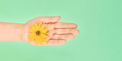 flor amarela na palma da mão feminina, salvar o meio ambiente, conceito de skincare cosmético, símbolo da natureza pura foto