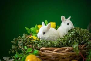 fofa branco coelhos estão sentado dentro uma vime cesta. a decoração é decorado com flores e limões. uma Lugar, colocar para a texto. foto