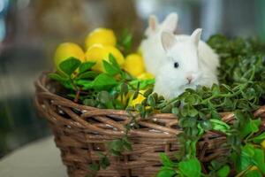 fofa branco coelhos estão sentado dentro uma vime cesta. a decoração é decorado com flores e limões. uma Lugar, colocar para a texto. foto