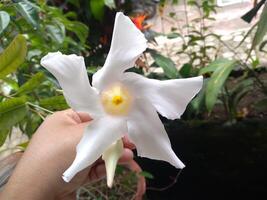 uma mulheres mão segurando uma branco lírio flor foto