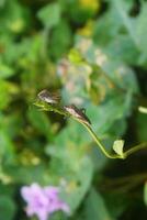 dois pentatomomorpha caminhando em lindo folhas dentro a quintal foto