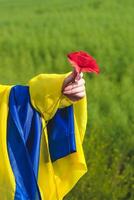 a garotas mão detém uma papoula com a bandeira do Ucrânia, uma símbolo do independência e liberdade. foto