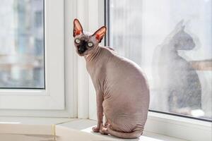 canadense Careca sphynx sentado em a janela. foto