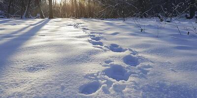 ai gerado desbloqueio natureza segredos, animal rastreamento e neve impressão identificação - decifrando caminhando padrões para identificar animais selvagens faixas dentro a neve foto