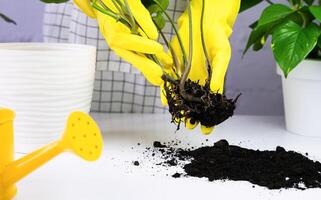 transplante planta de casa singônio. fechar-se. seletivo foco. foto