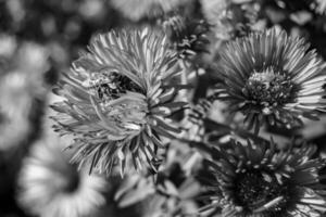 abelha alada linda flor selvagem no prado de folhagem de fundo foto