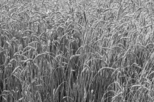 fotografia sobre campo de fazenda de trigo grande tema para colheita orgânica foto