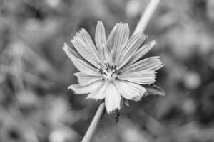 flor selvagem de beleza chicória comum no prado de fundo foto