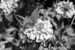 linda flor borboleta monarca no prado de fundo foto
