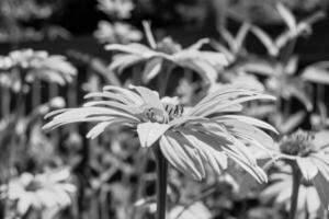 bela flor selvagem em crescimento áster falso girassol no prado de fundo foto