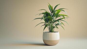 ai gerado exótico planta de casa dentro cerâmico Panela em minimalista fundo. plantar, natureza, vaso, interior, floral foto