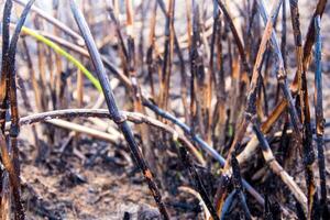 cinzas e grama de toco de destroços após o incêndio foto