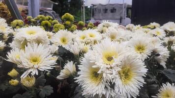 áster flor dentro guci orquídea jardim tegal regência foto