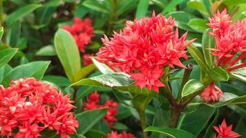 fechar acima do vermelho ixora flor foto