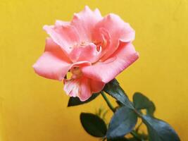 laranja rosa flores isolado em amarelo fundo foto