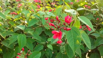 fechar acima do vermelho flores ou eritrina crista flores foto