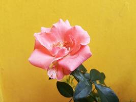 laranja rosa flores isolado em amarelo fundo foto