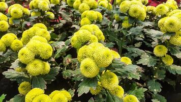 lindo hortênsia flores dentro a jardim foto