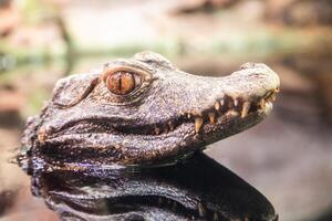 Cuvier jacaré, paleosuchus palpebroso. réptil predador, tropical animais selvagens foto