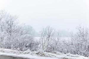 nebuloso panorama com neve, neve coberto árvores, frio inverno cenário foto