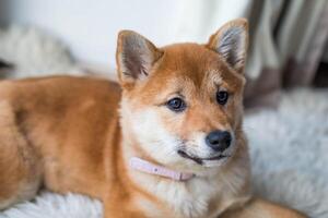 retrato do uma fofa Shiba inu cachorro às lar. foto