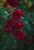 lindo vermelho rosas dentro a jardim. seletivo foco. tonificado. foto