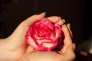 vermelho rosa dentro a jardim, vermelho rosa dentro mão foto