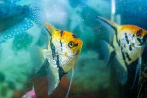 aquário com peixe, colori tropical peixes dentro aquário, exótico peixes dentro aquário foto