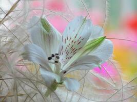 uma branco flor com vermelho e branco pontos foto