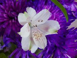 uma fechar acima do uma roxa flor com branco pétalas foto