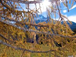 uma árvore com amarelo folhas e uma montanha dentro a fundo foto