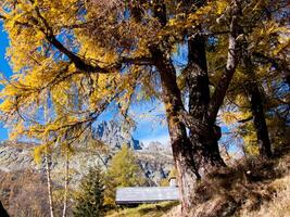 uma árvore com amarelo folhas foto