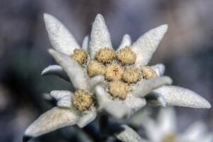 uma fechar acima do uma branco flor com amarelo estames foto