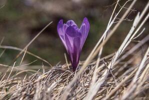 uma solteiro roxa flor é crescendo dentro a Relva foto