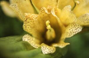 amarelo flor fotografia - amarelo flor bem arte impressão foto