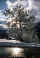 uma árvore dentro a neve com uma Sol brilhando através a nuvens foto