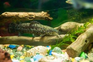 peixe dentro aquário, aquário com peixe, peixe natação dentro aquário foto