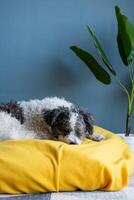 fofa bichon frise cachorro sentado em amarelo animal cama sobre azul parede fundo às casa foto