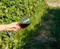 mãos segurando uma vinho óculos dentro a Vinhedo foto