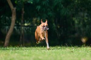 boxer cachorro corrida e pulando em verde Relva verão gramado ao ar livre parque caminhando com adulto animal foto