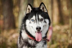 siberian rouco cachorro retrato com azul olhos e cinzento casaco cor, fofa trenó cachorro procriar foto