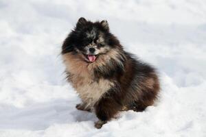 pomerânia spitz cachorro sentado em neve cheio Tamanho inverno retrato, fofa Preto mármore bronzeado spitz cachorro foto