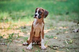 boxer cachorro cachorro cheio altura retrato às ao ar livre parque andando, verde Relva fundo foto