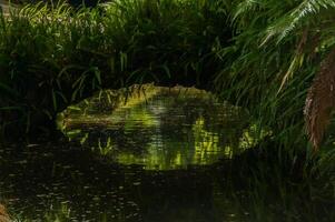 terra nostra parque dentro a Açores é uma ampla botânico jardim com uma enorme variedade do plantas e árvores e com lagos, córregos e uma piscina do vulcânico origem foto