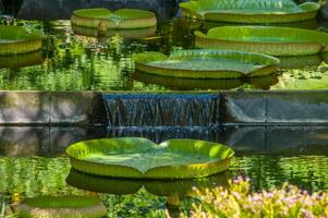 terra nostra parque dentro a Açores é uma ampla botânico jardim com uma enorme variedade do plantas e árvores e com lagos, córregos e uma piscina do vulcânico origem foto