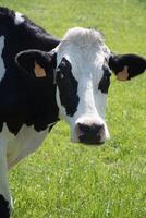 Preto e branco vacas pastar dentro uma Prado em uma ensolarado verão dia, comer verde Relva foto