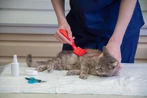 veterinário pentes uma rua gatinho às a voluntário ajuda estação, livre gato Socorro foto